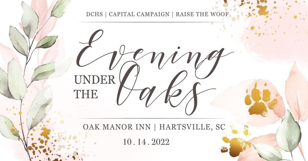 101422 Evening Under the Oaks